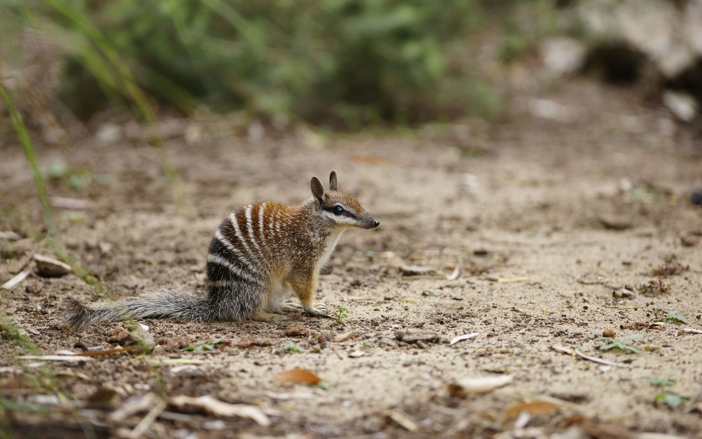 numbat, myrmecobius fasciatus, australia