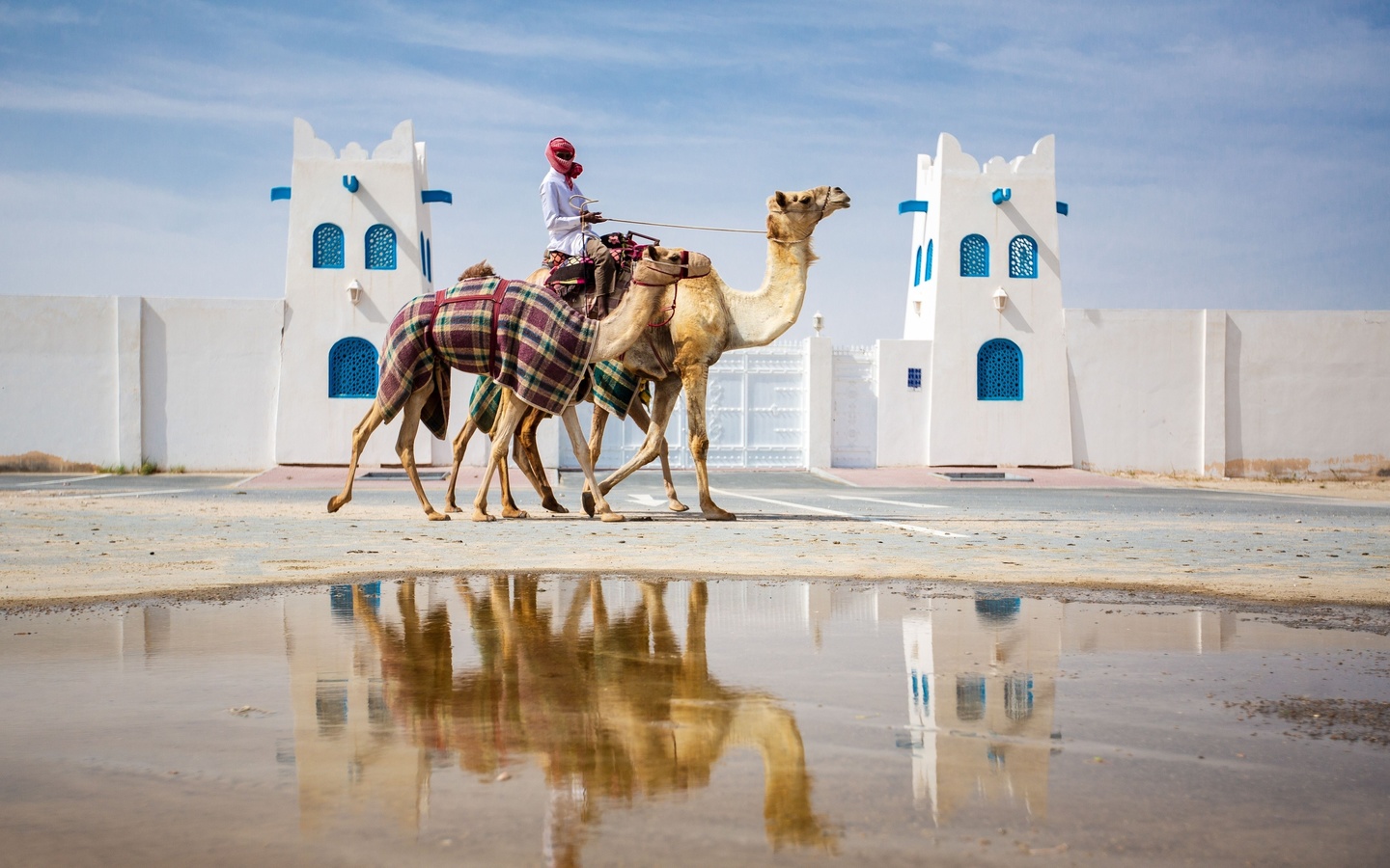 qatar, camel racing, al shahaniya