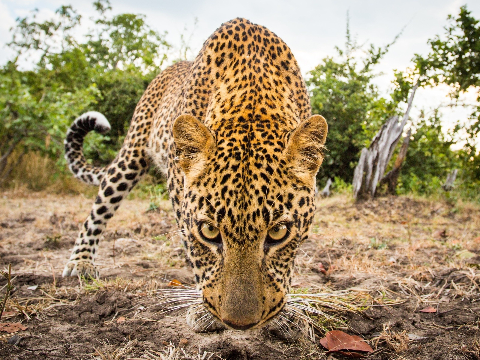 wildlife, leopard, west africa