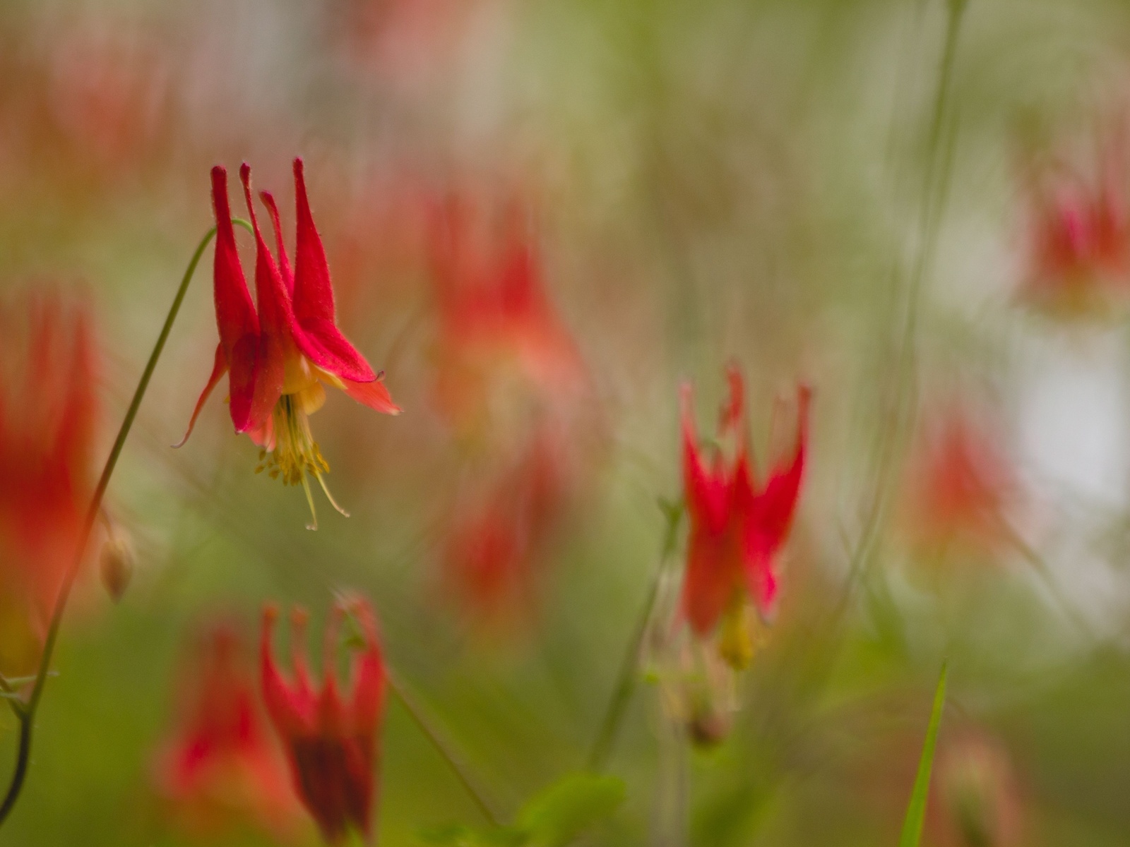 nature, canada columbine, flora, aquilegia canadensis, flowers