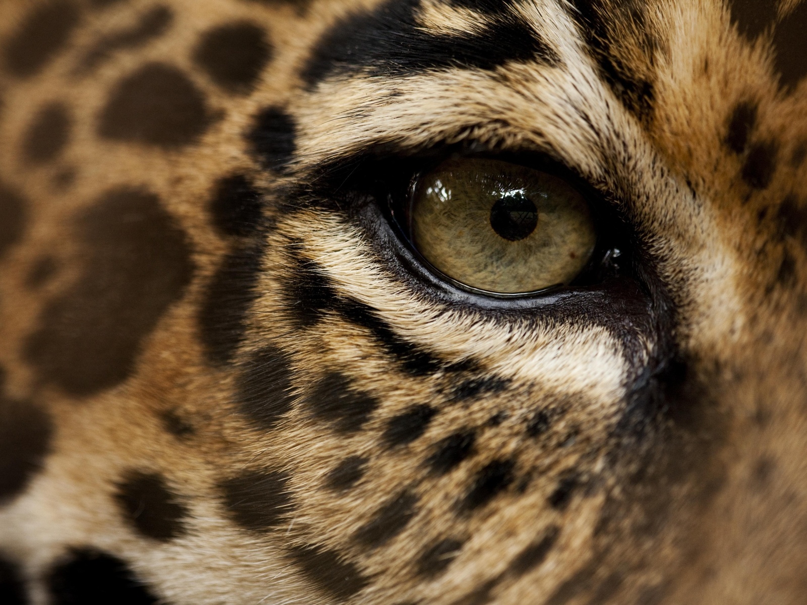 nature, eye, jaguar, animals