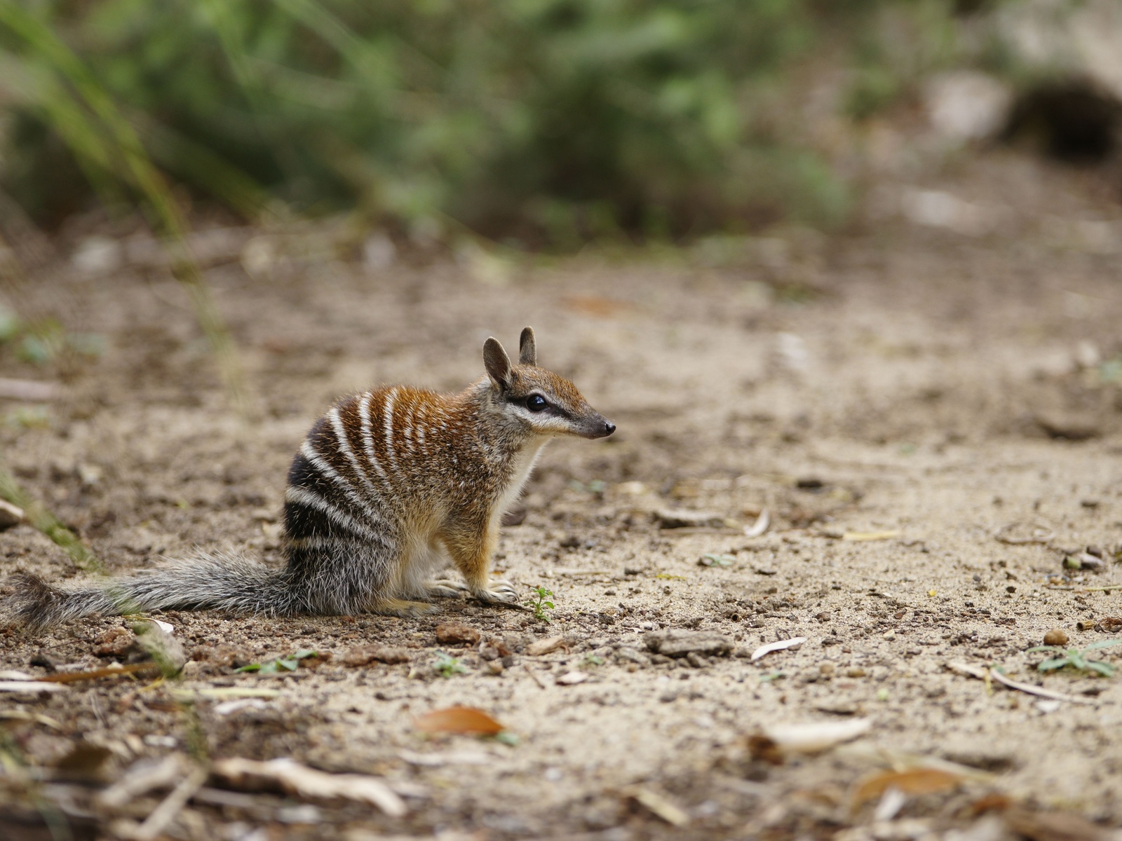 numbat, myrmecobius fasciatus, australia