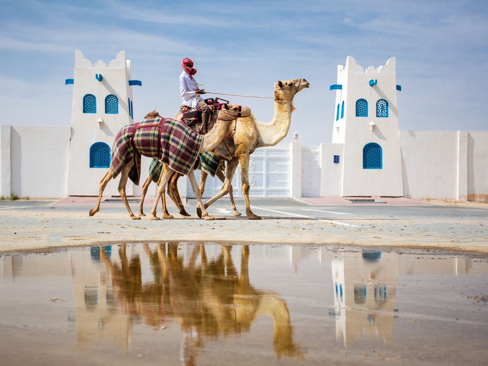 qatar, camel racing, al shahaniya