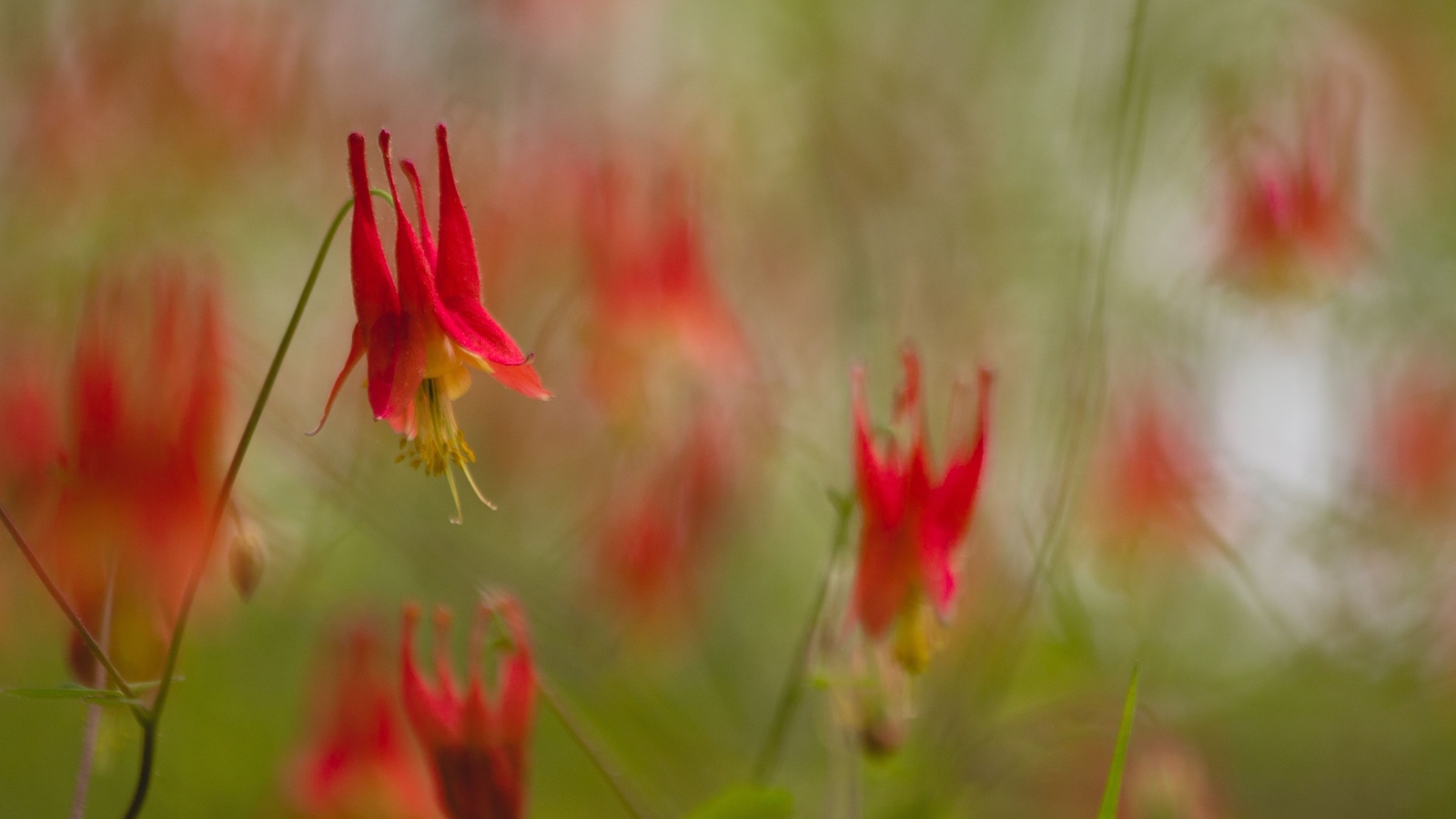 nature, canada columbine, flora, aquilegia canadensis, flowers