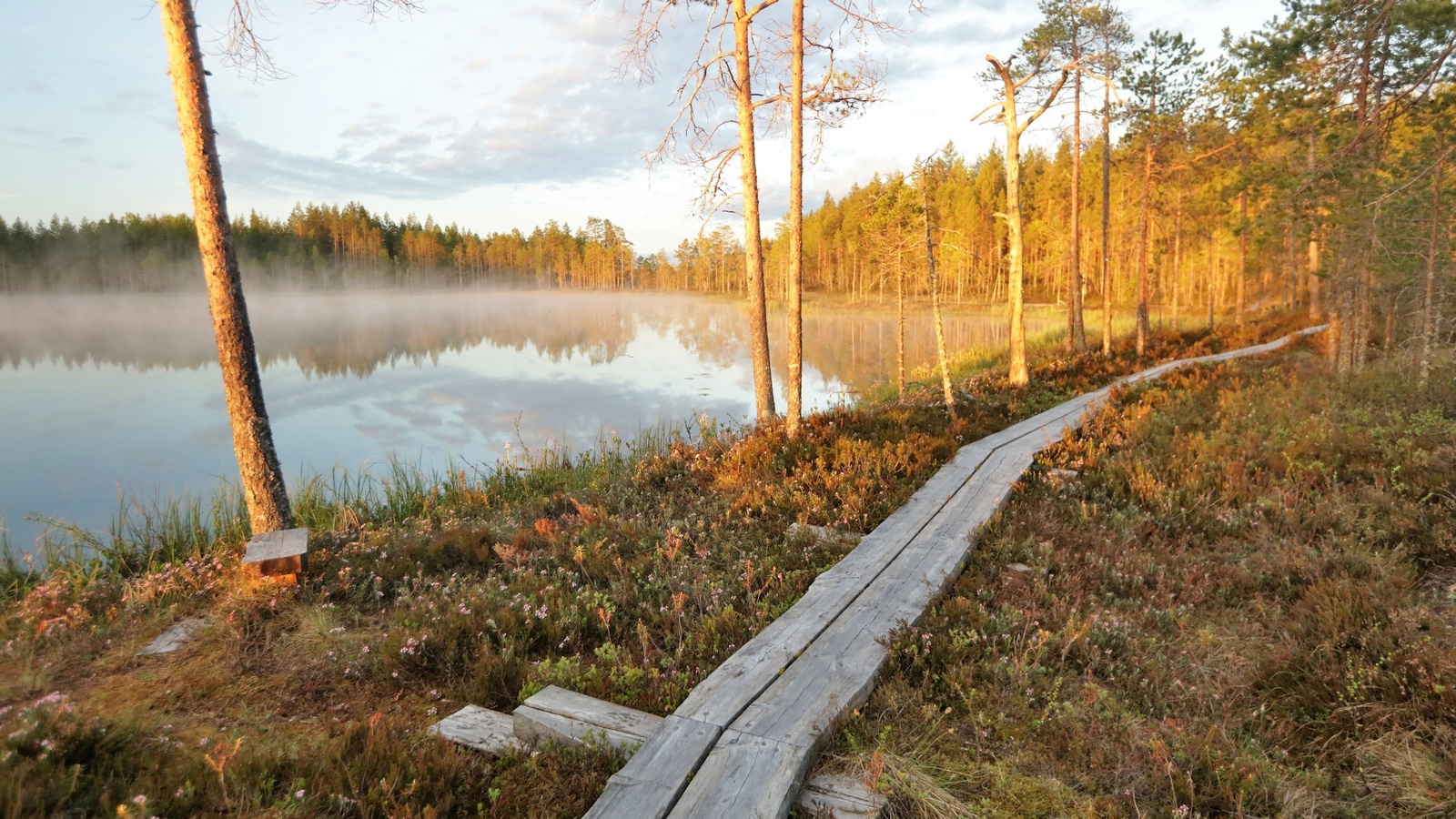 summer, northern hardwood forest, nature