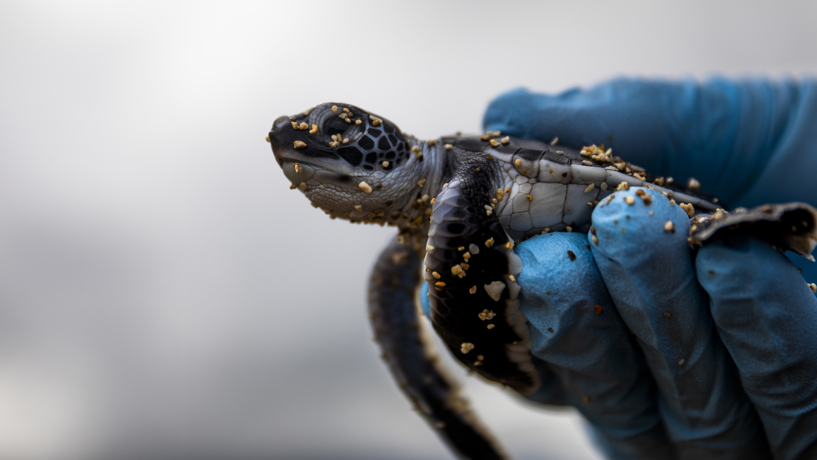 baby sea turtle, hawaii, natural wildlife