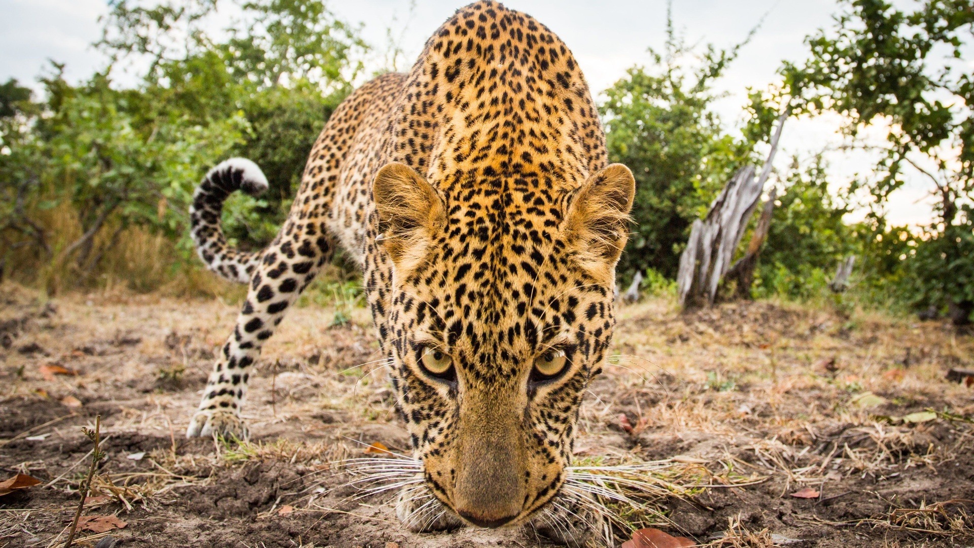 wildlife, leopard, west africa