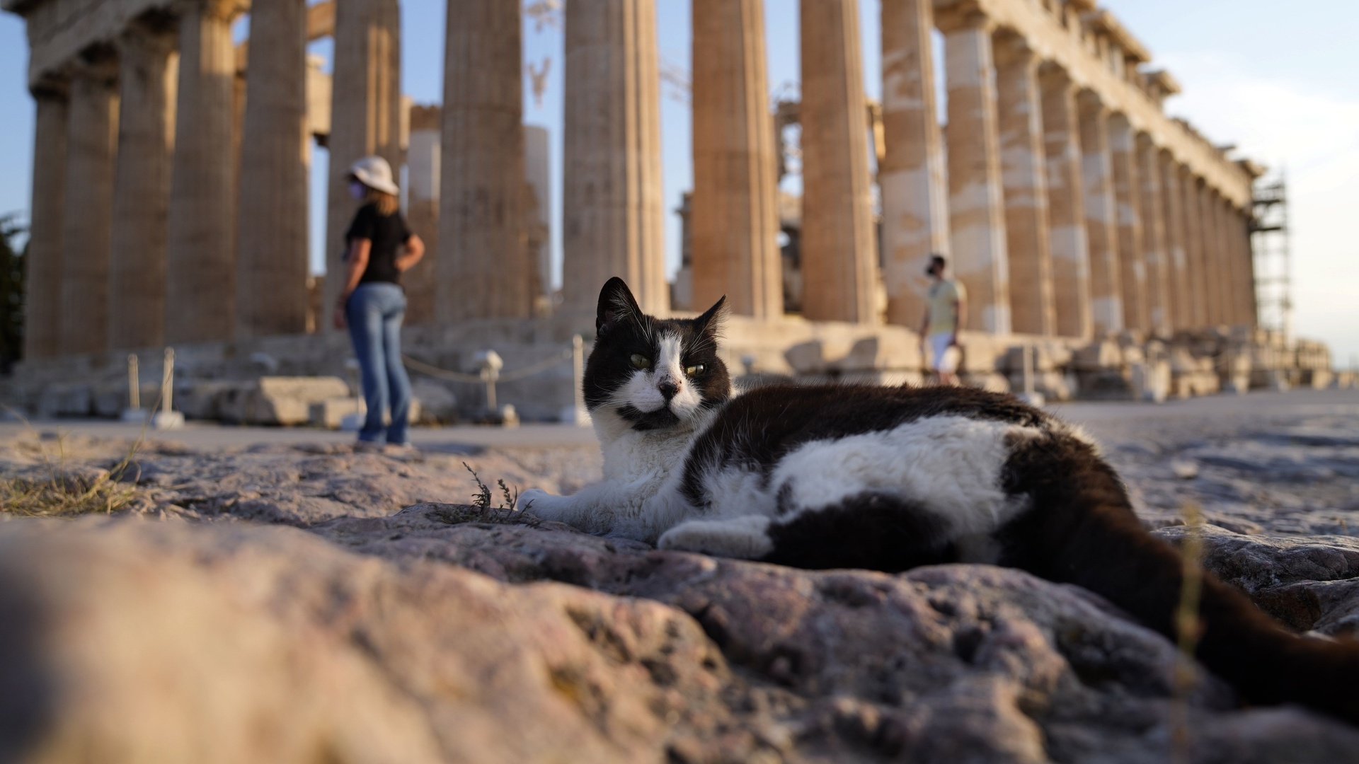 parthenon, temple of athena, cat, greece, athens