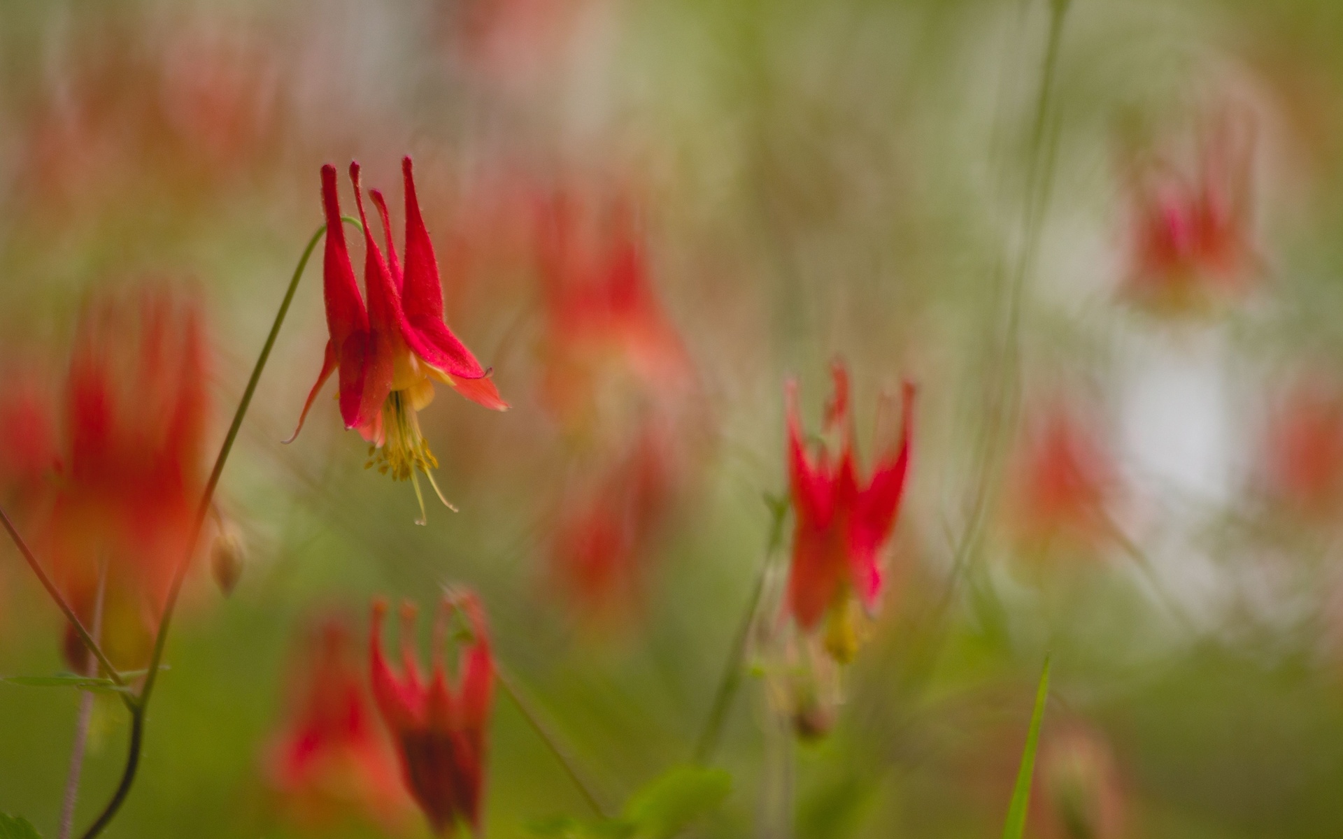 nature, canada columbine, flora, aquilegia canadensis, flowers