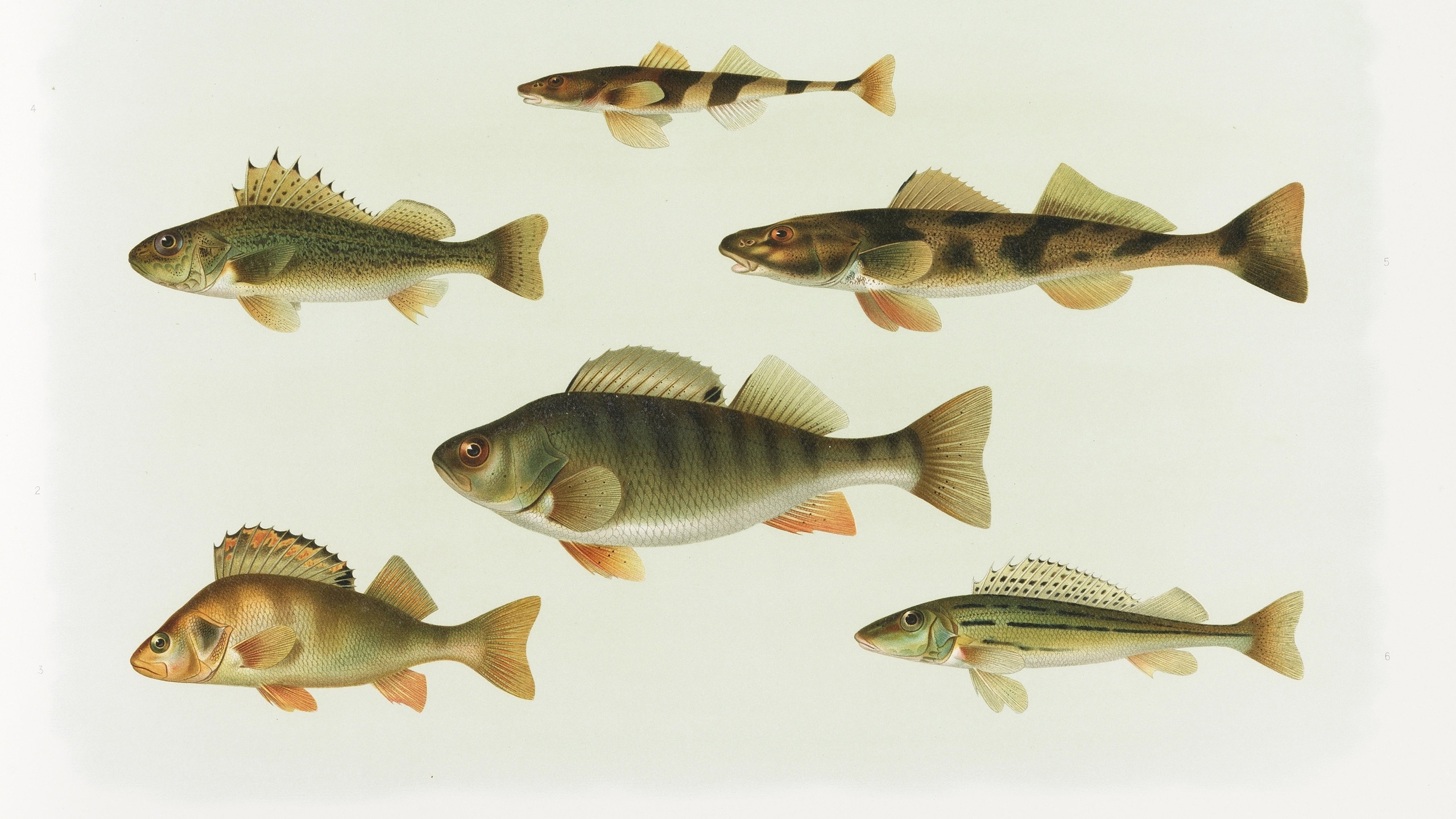 central european freshwater fish, gold perch, lithography