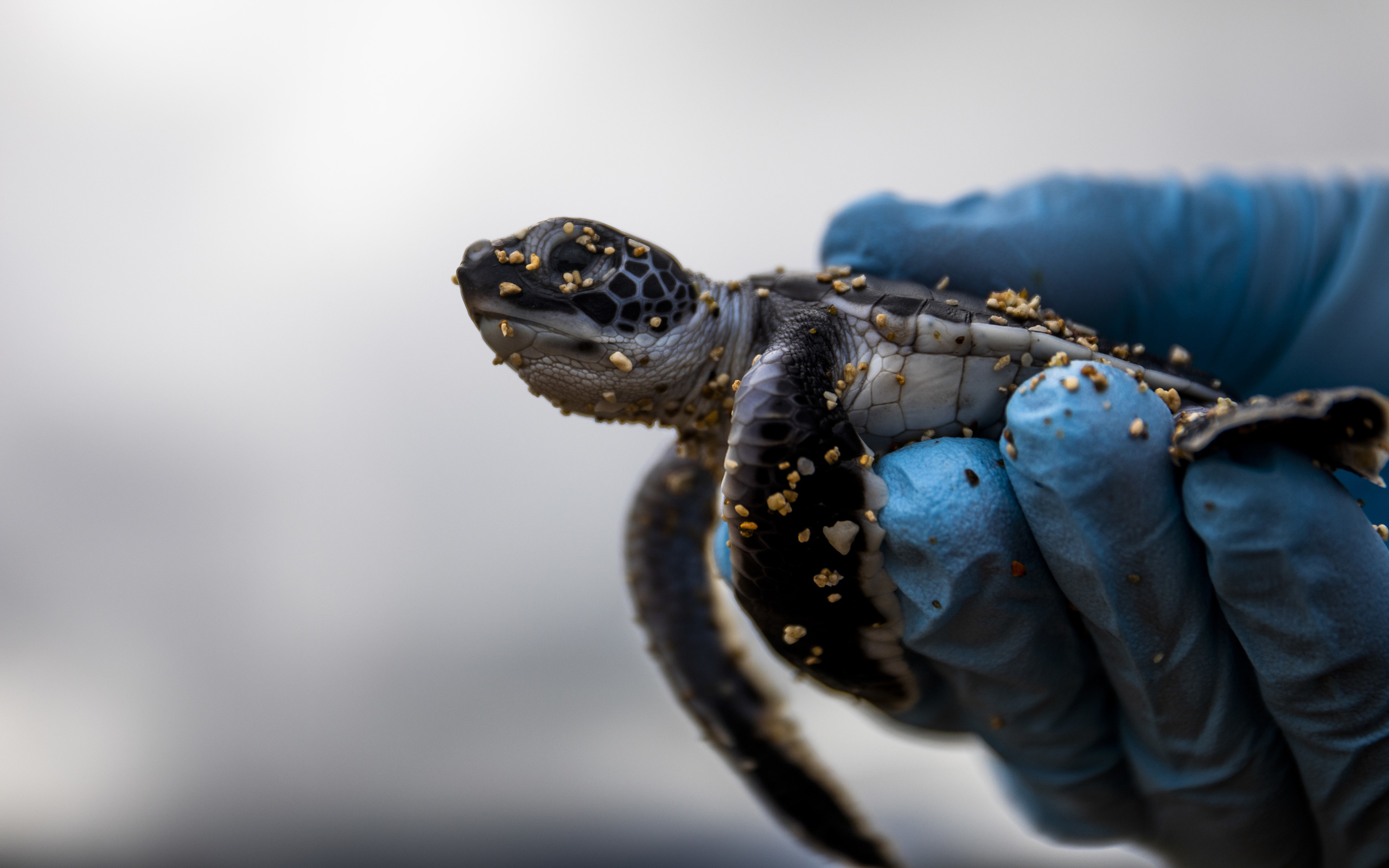 baby sea turtle, hawaii, natural wildlife