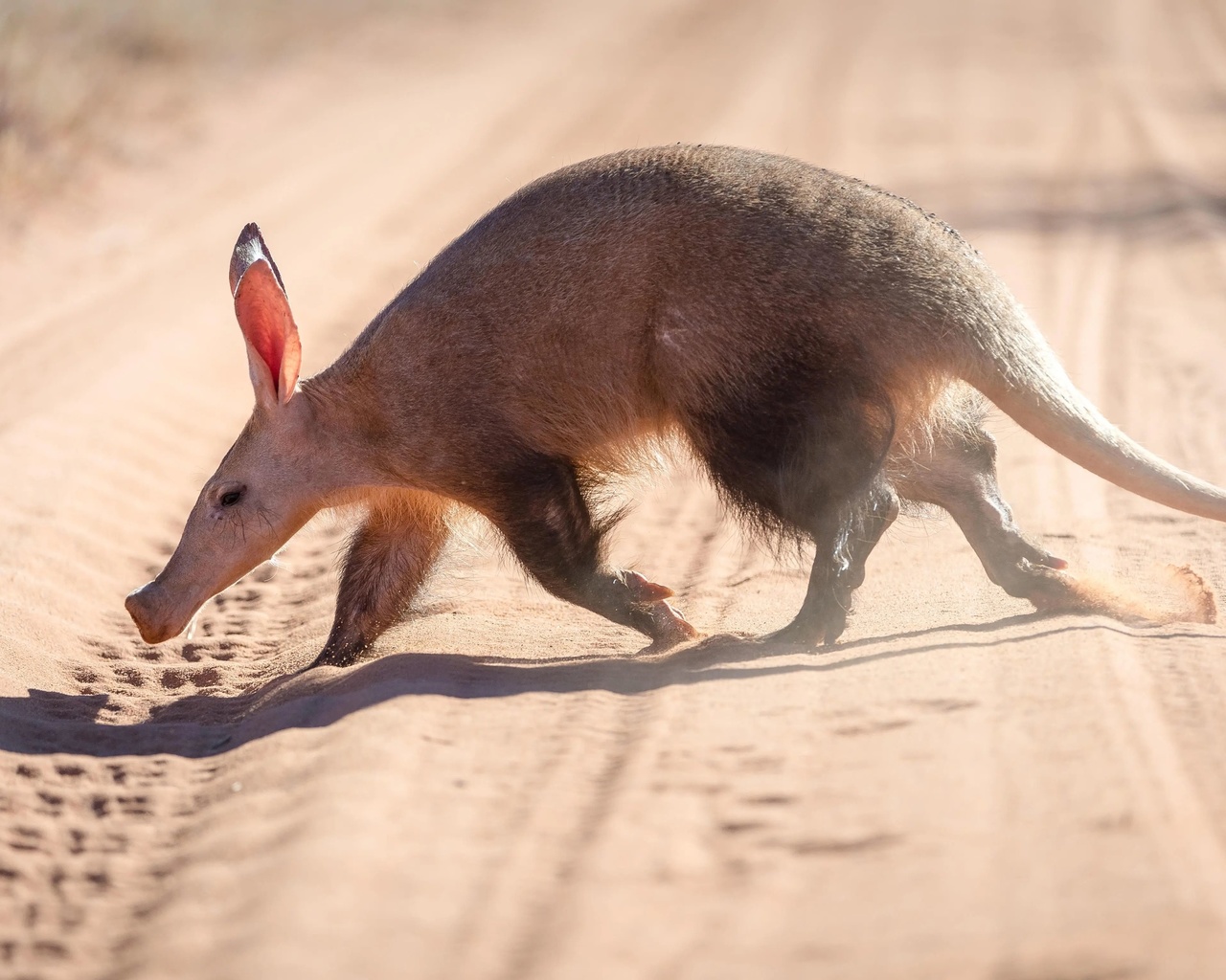 aardvark, earthpig, little nocturnal animal, kalahari desert