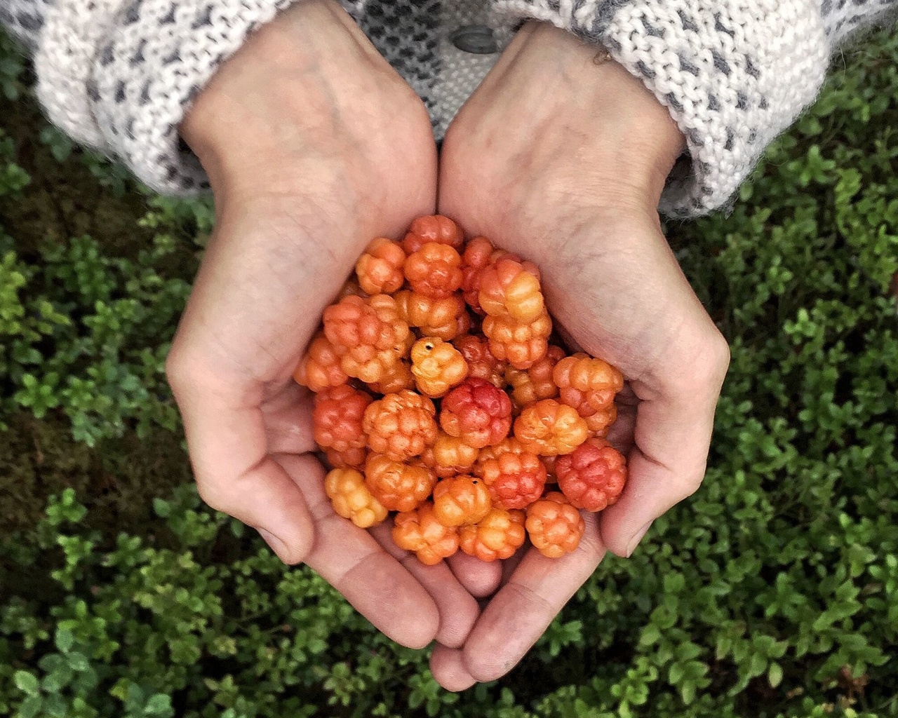 finland, cloudberry, wild food