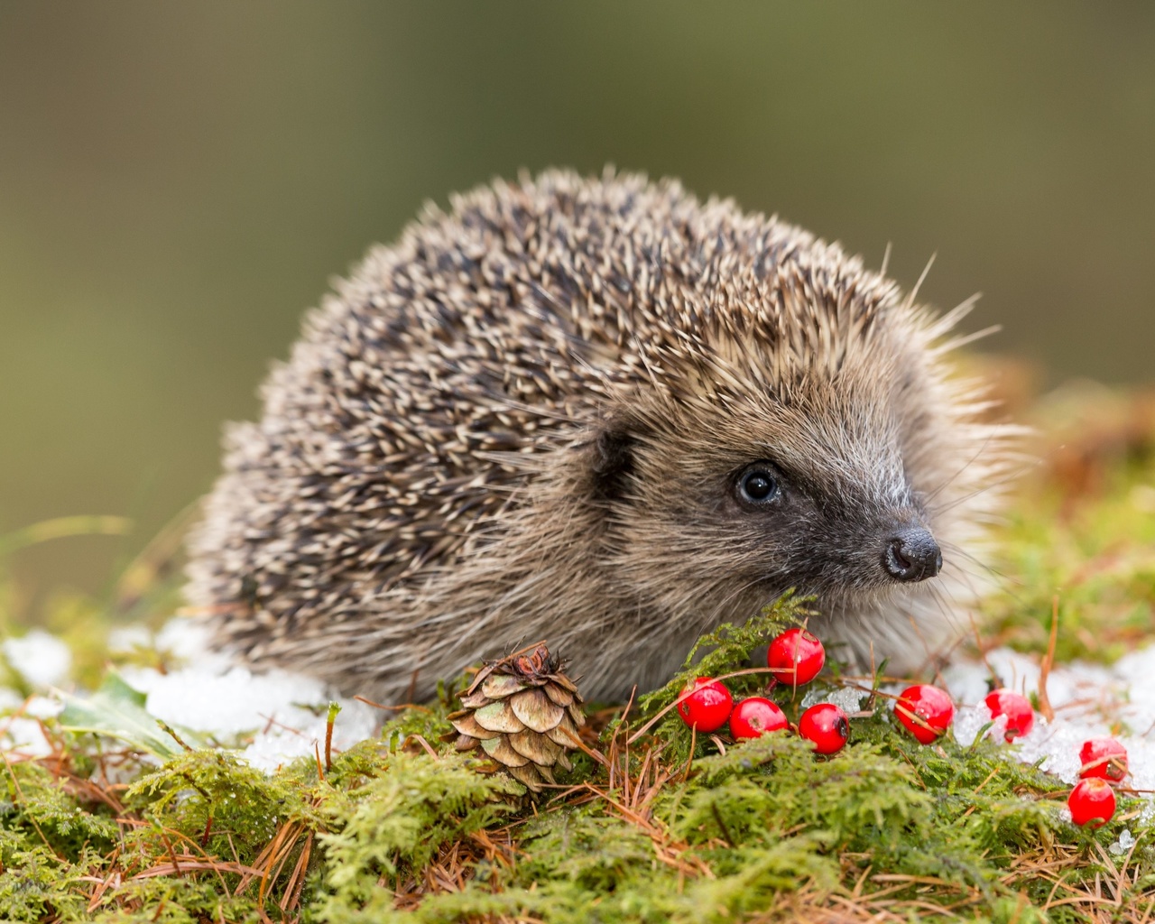 wildlife, european hedgehog, red berries