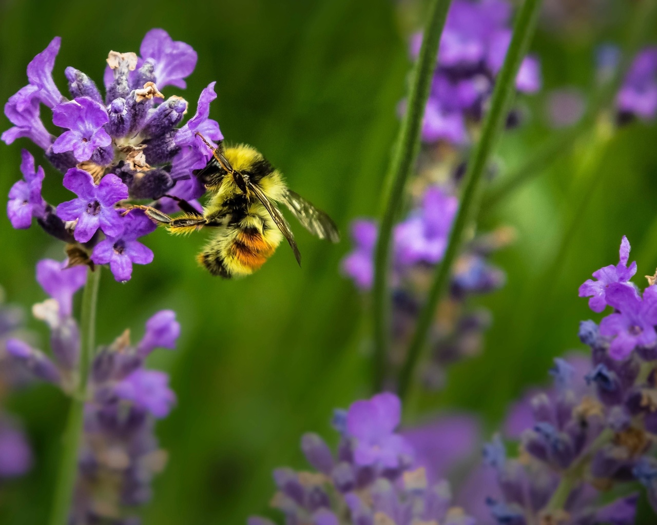 summer, bee, lavender