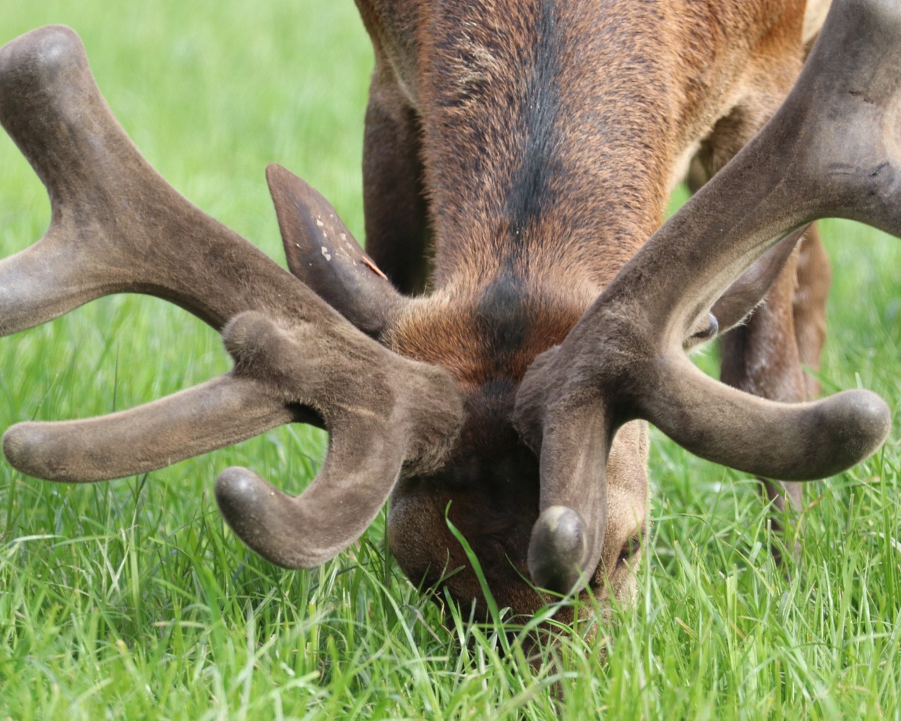 deer farm, new zealand, red deer