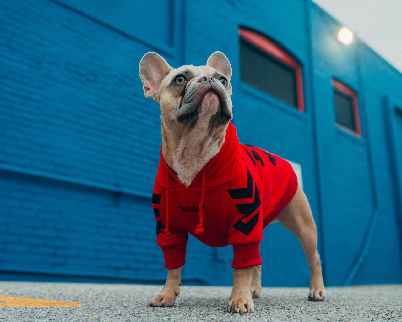 dog fashion, french bulldog, furry friend, hoodies