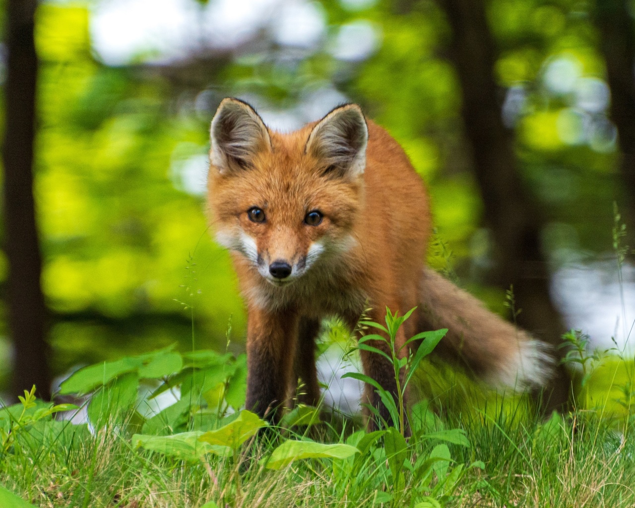 acadia national park, animals, young red fox