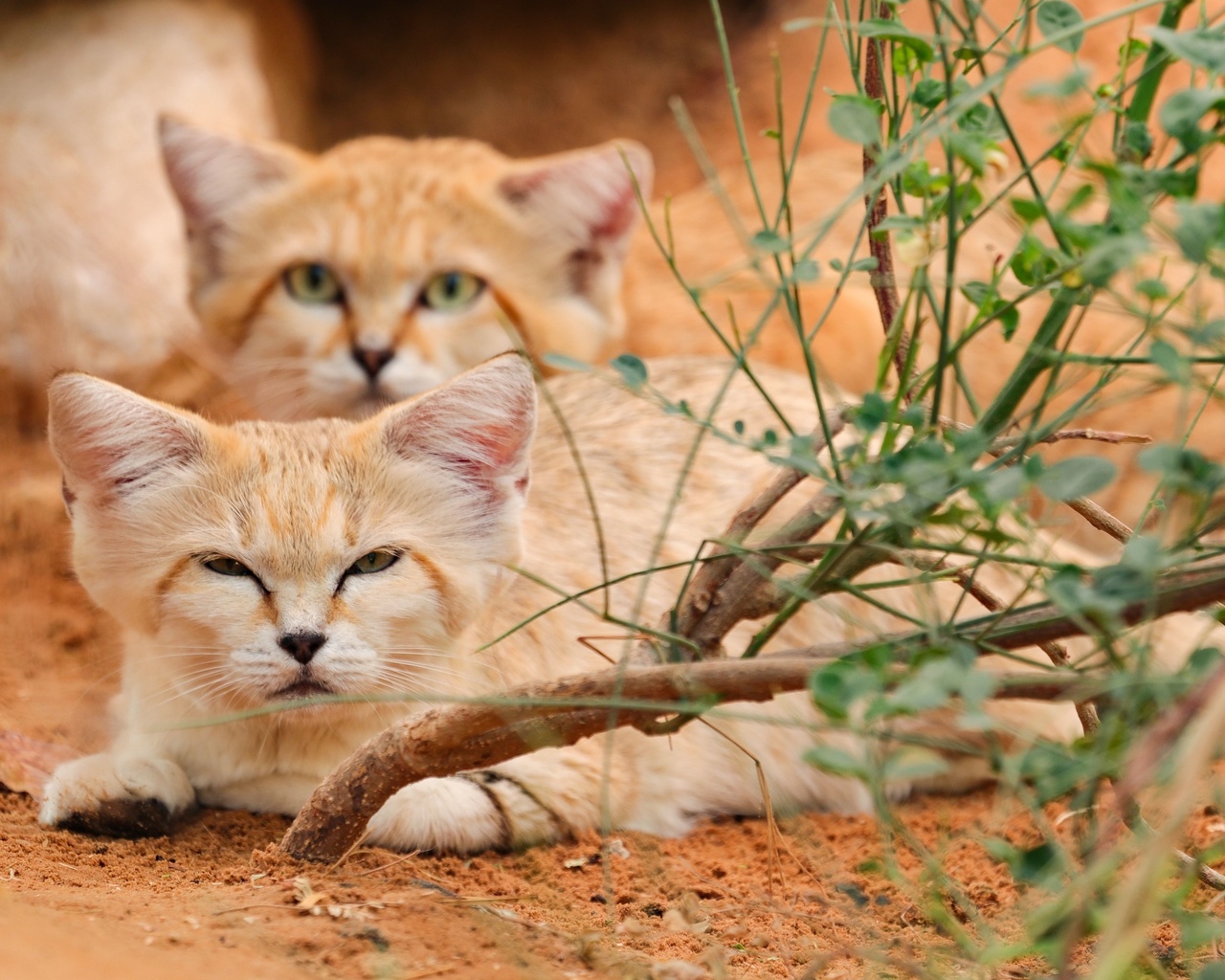 al ain zoo, arabian sand cats, abu dhabi