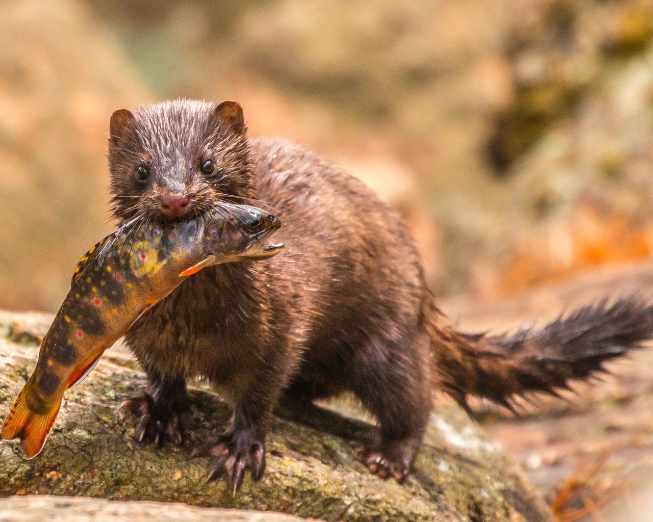 wildlife, acadia national park, mink, brook trout