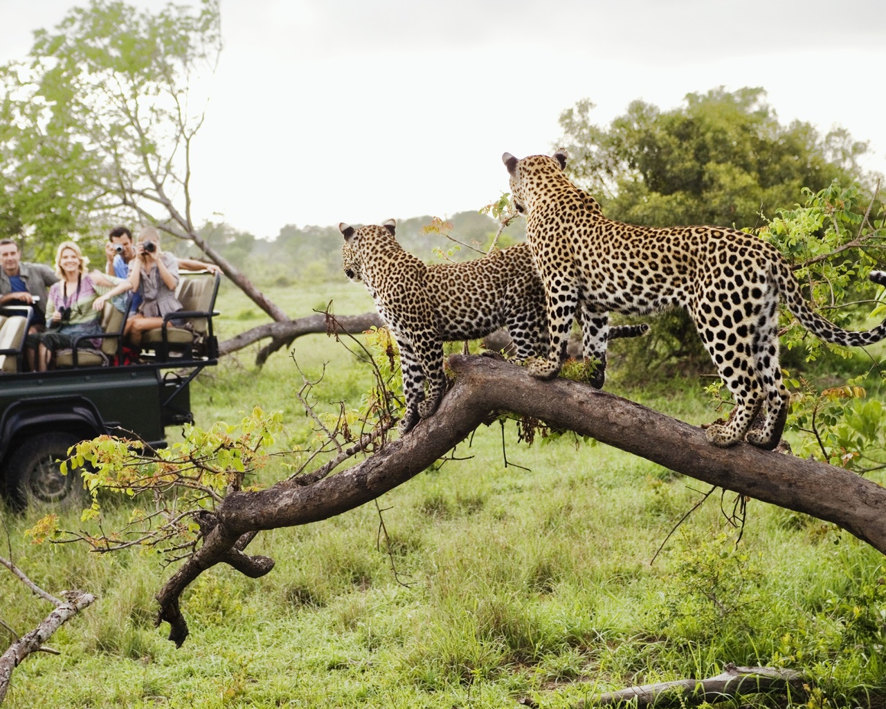 big cats, africa, wildlife, safari, kenya, cheetahs