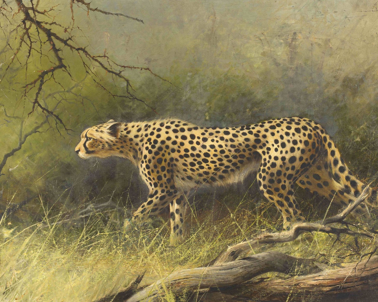 harold voigt, south african, cheetah