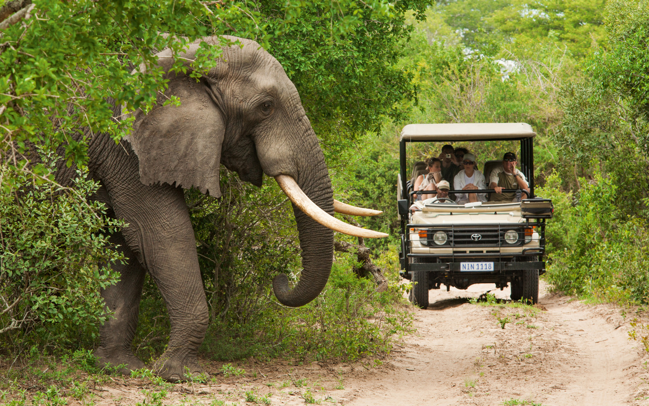 south africa, tourism, safari, kruger national park, elephant