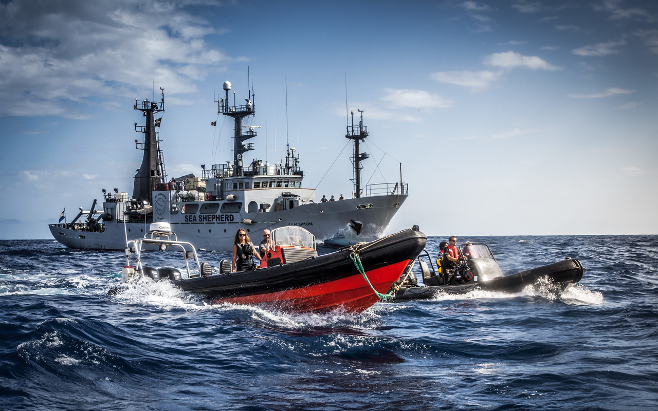 direct action marine conservation organization, sea shepherd, small boats, antarctica