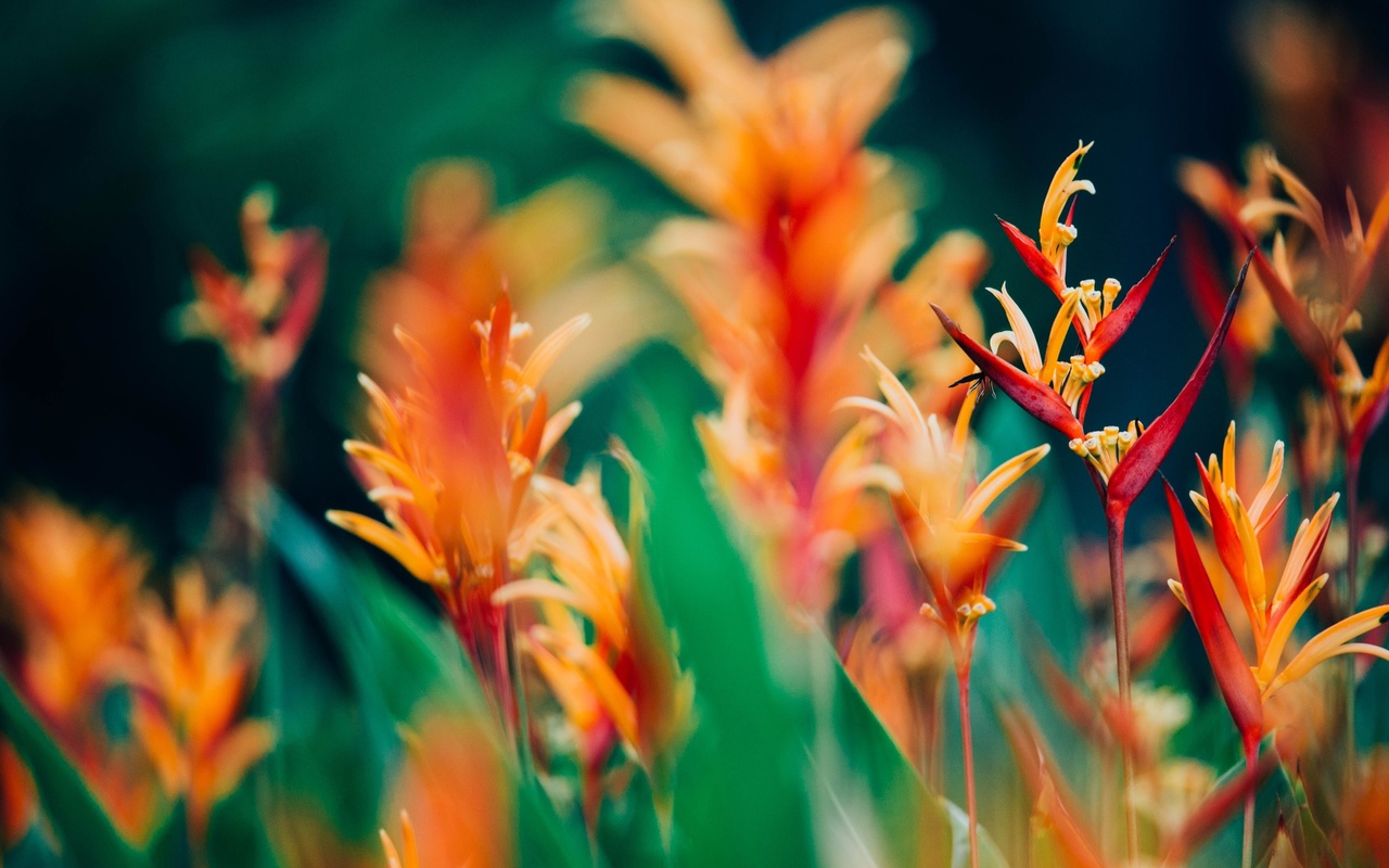 heliconia chartacea, south america, exotic florals