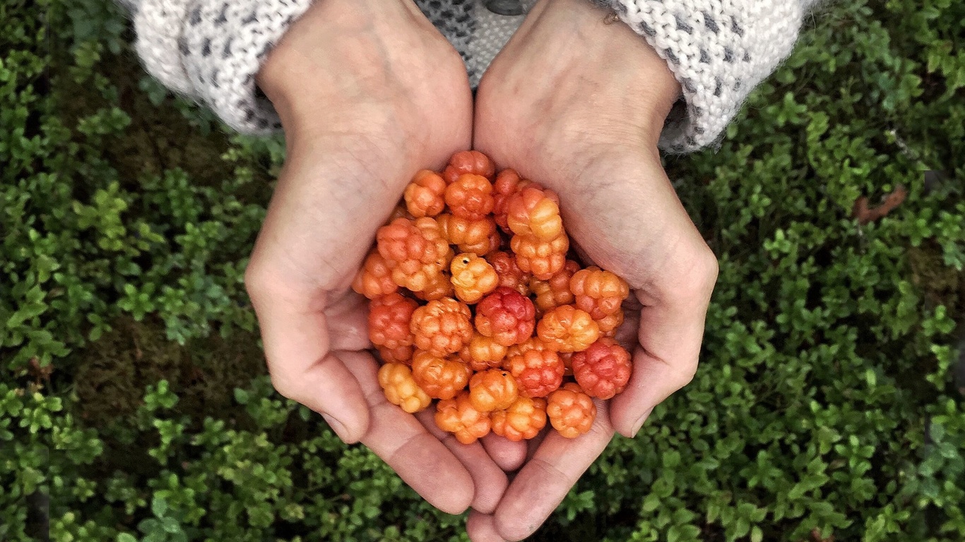 finland, cloudberry, wild food