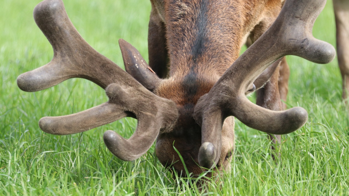 deer farm, new zealand, red deer