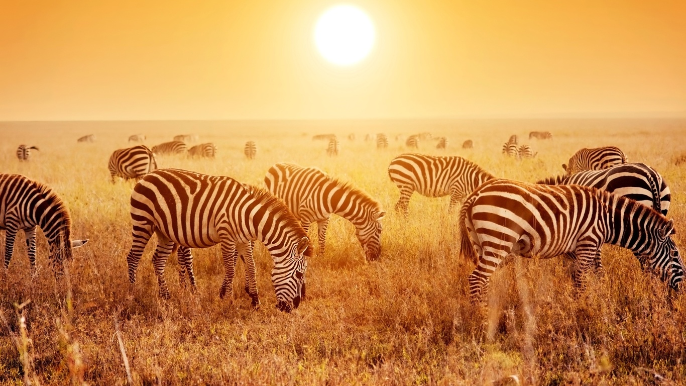 africa, savanna, zebras herd, sunset, tanzania