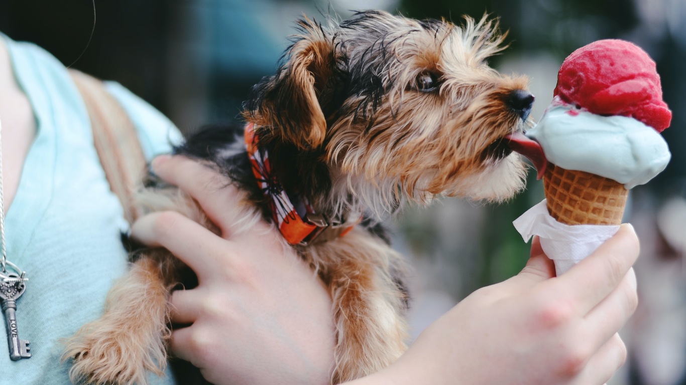 dog, ice cream, chattanooga