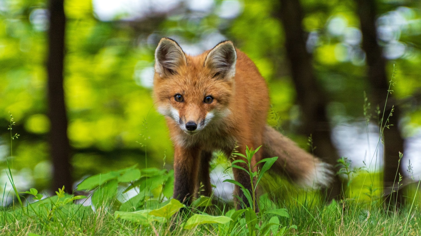 acadia national park, animals, young red fox