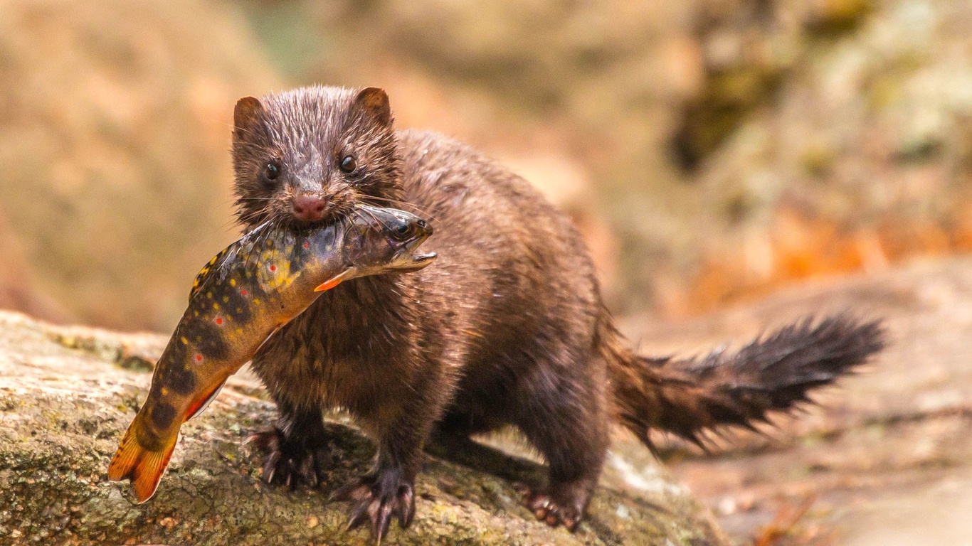 wildlife, acadia national park, mink, brook trout