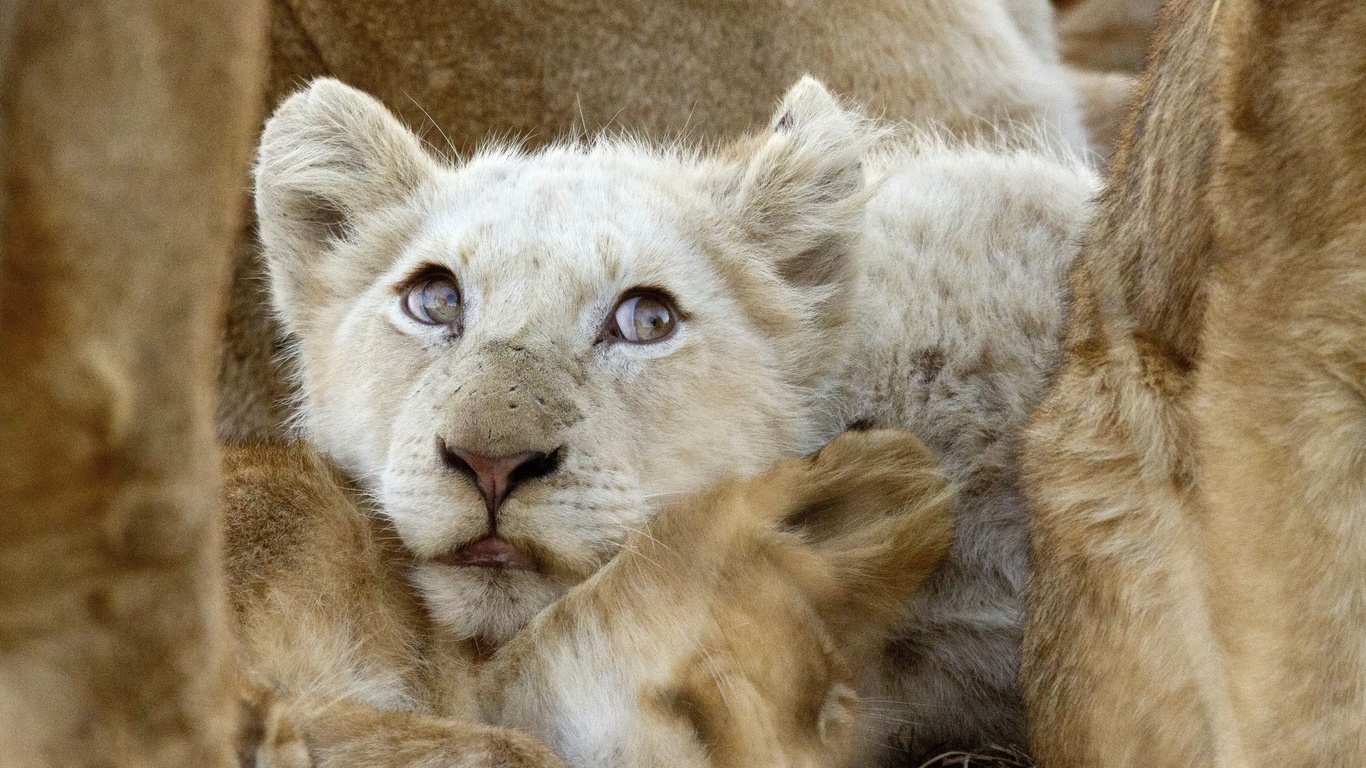 white lions, africa, wildlife, ngala private game reserve