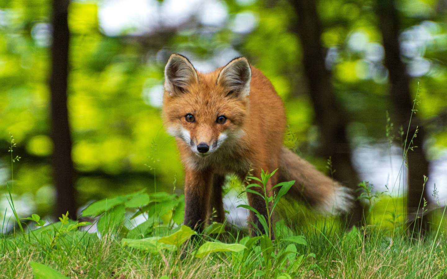 acadia national park, animals, young red fox