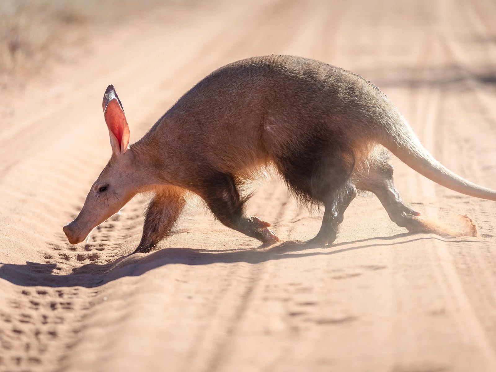 aardvark, earthpig, little nocturnal animal, kalahari desert