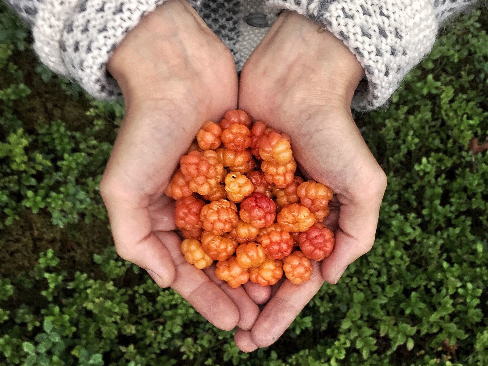 finland, cloudberry, wild food