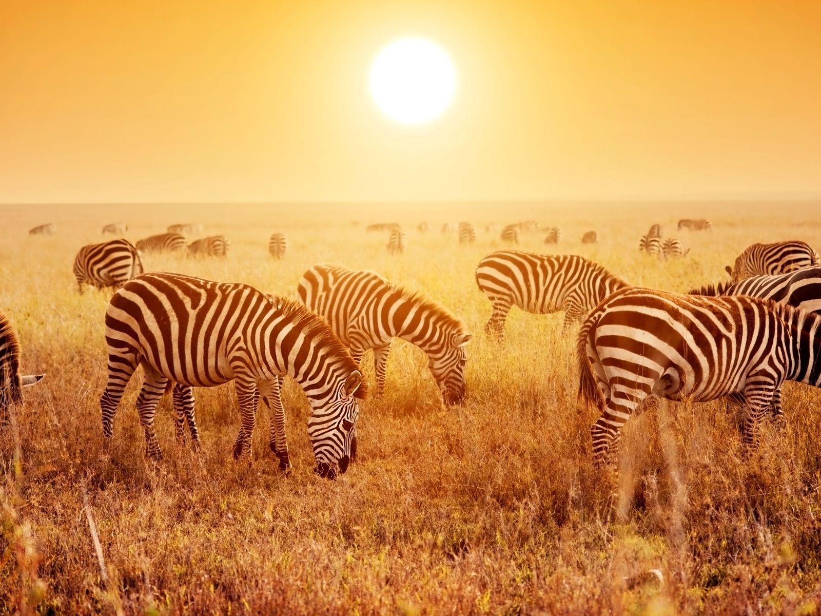 africa, savanna, zebras herd, sunset, tanzania