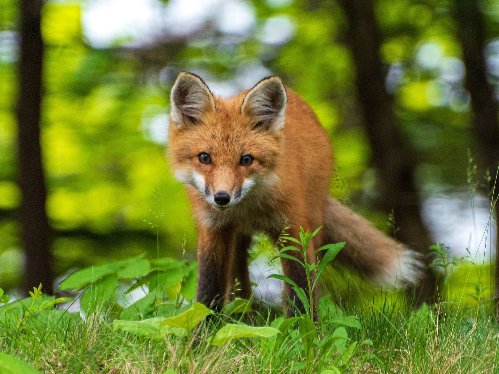 acadia national park, animals, young red fox