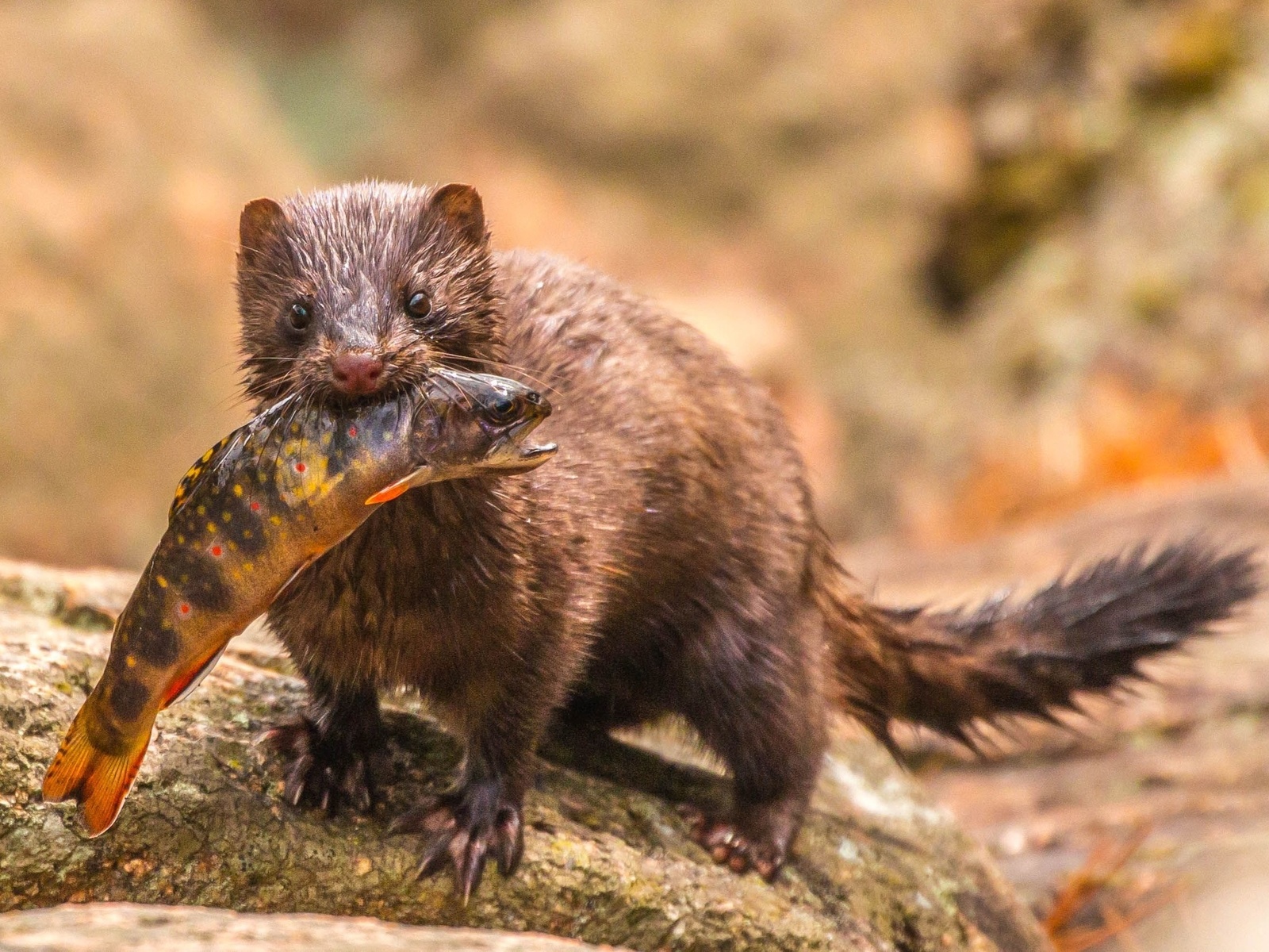 wildlife, acadia national park, mink, brook trout