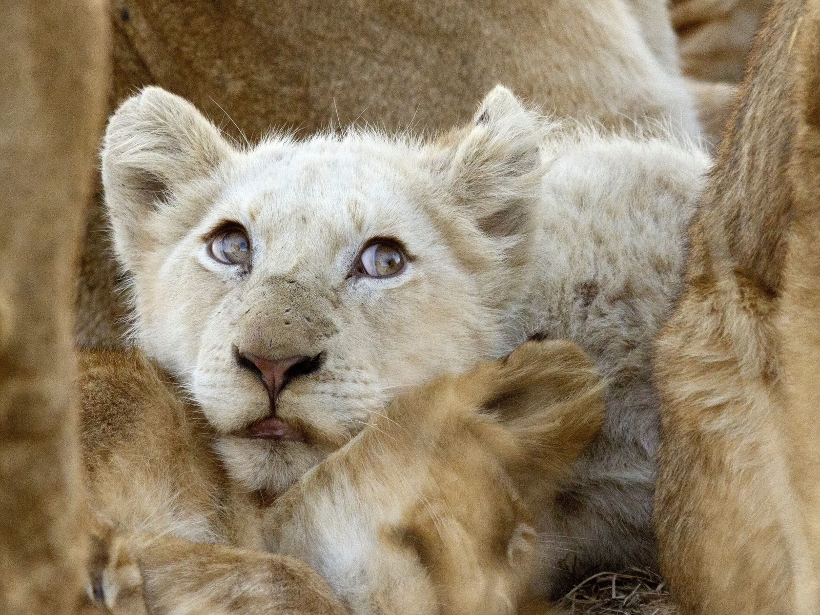 white lions, africa, wildlife, ngala private game reserve