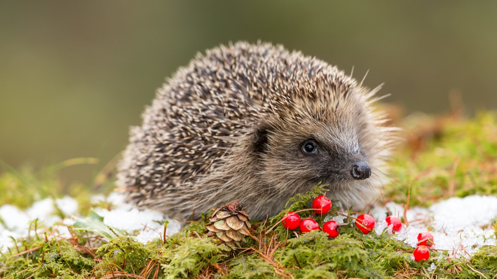 wildlife, european hedgehog, red berries