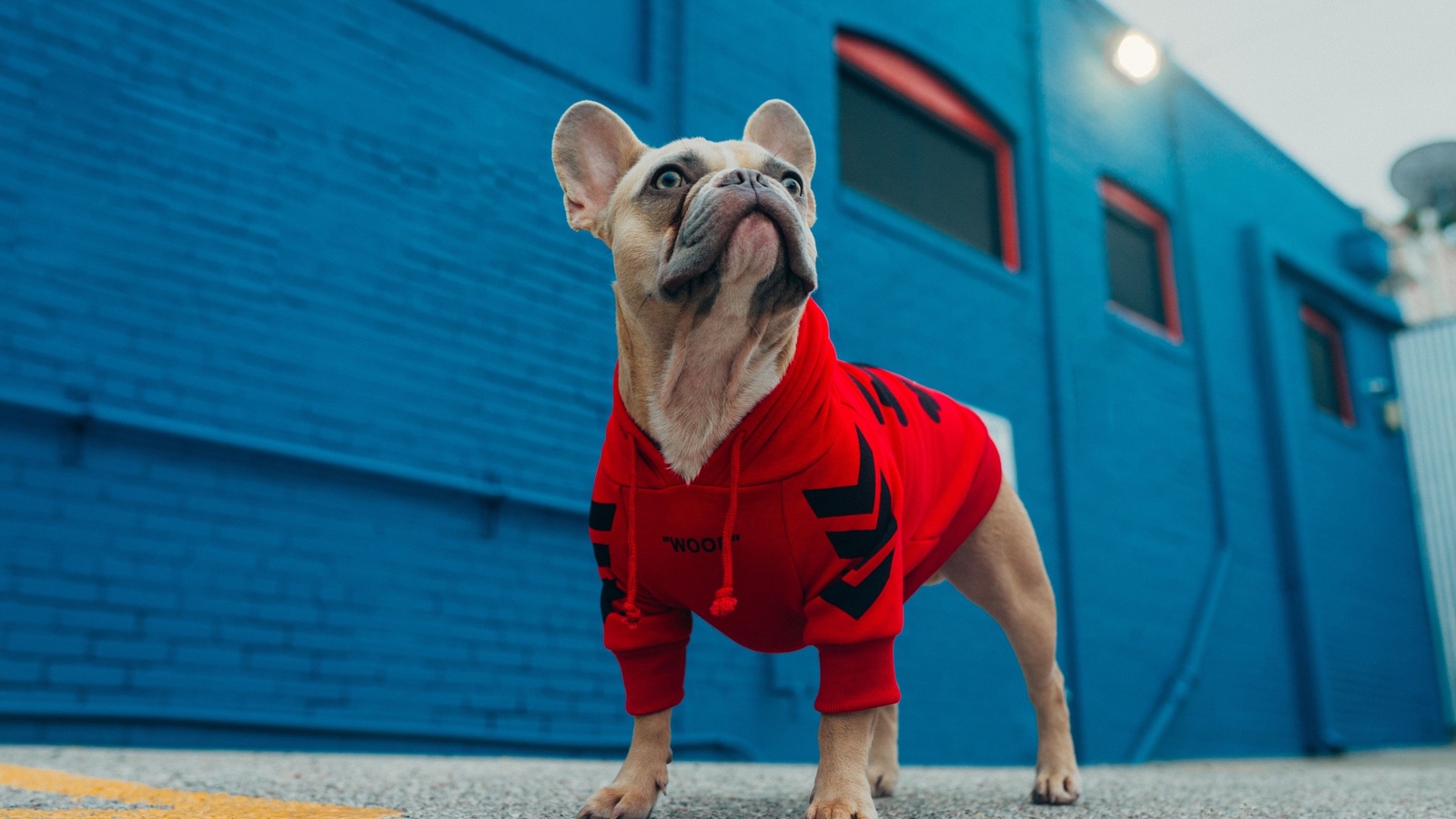 dog fashion, french bulldog, furry friend, hoodies