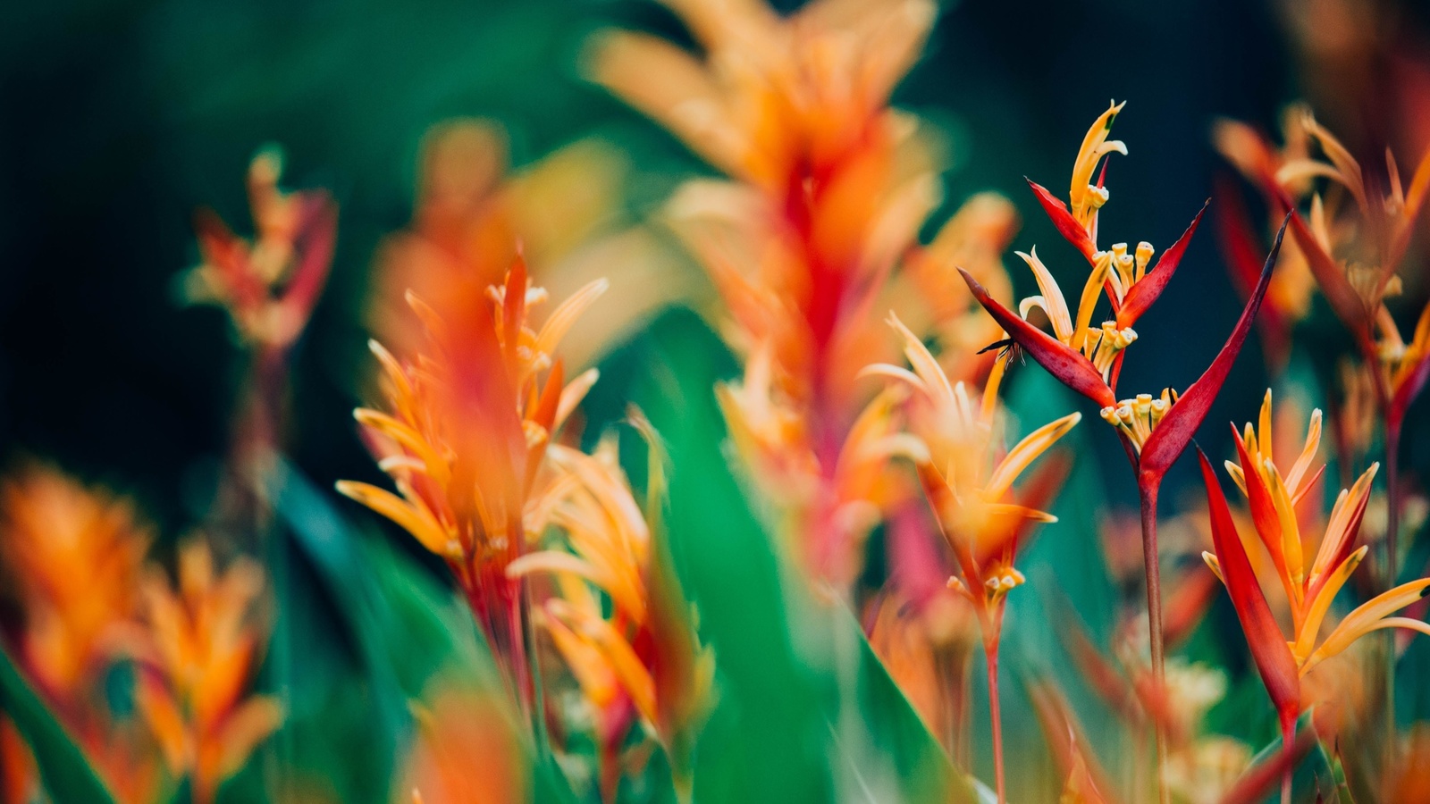 heliconia chartacea, south america, exotic florals