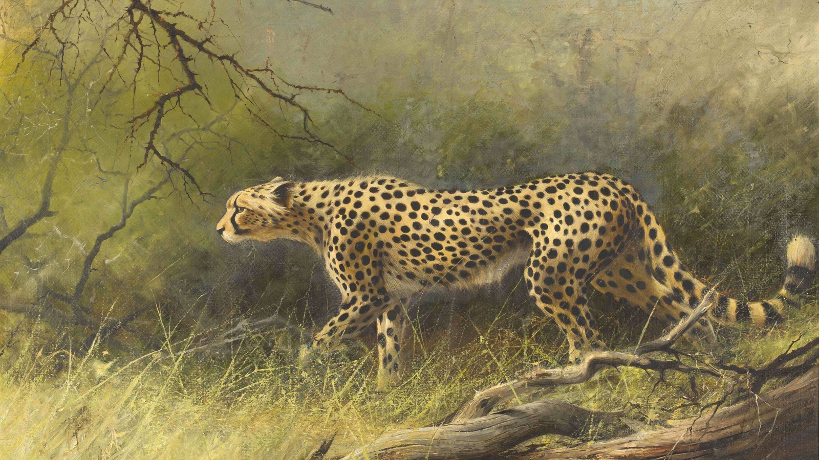 harold voigt, south african, cheetah