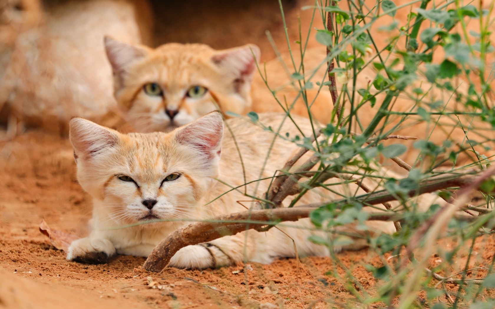 al ain zoo, arabian sand cats, abu dhabi