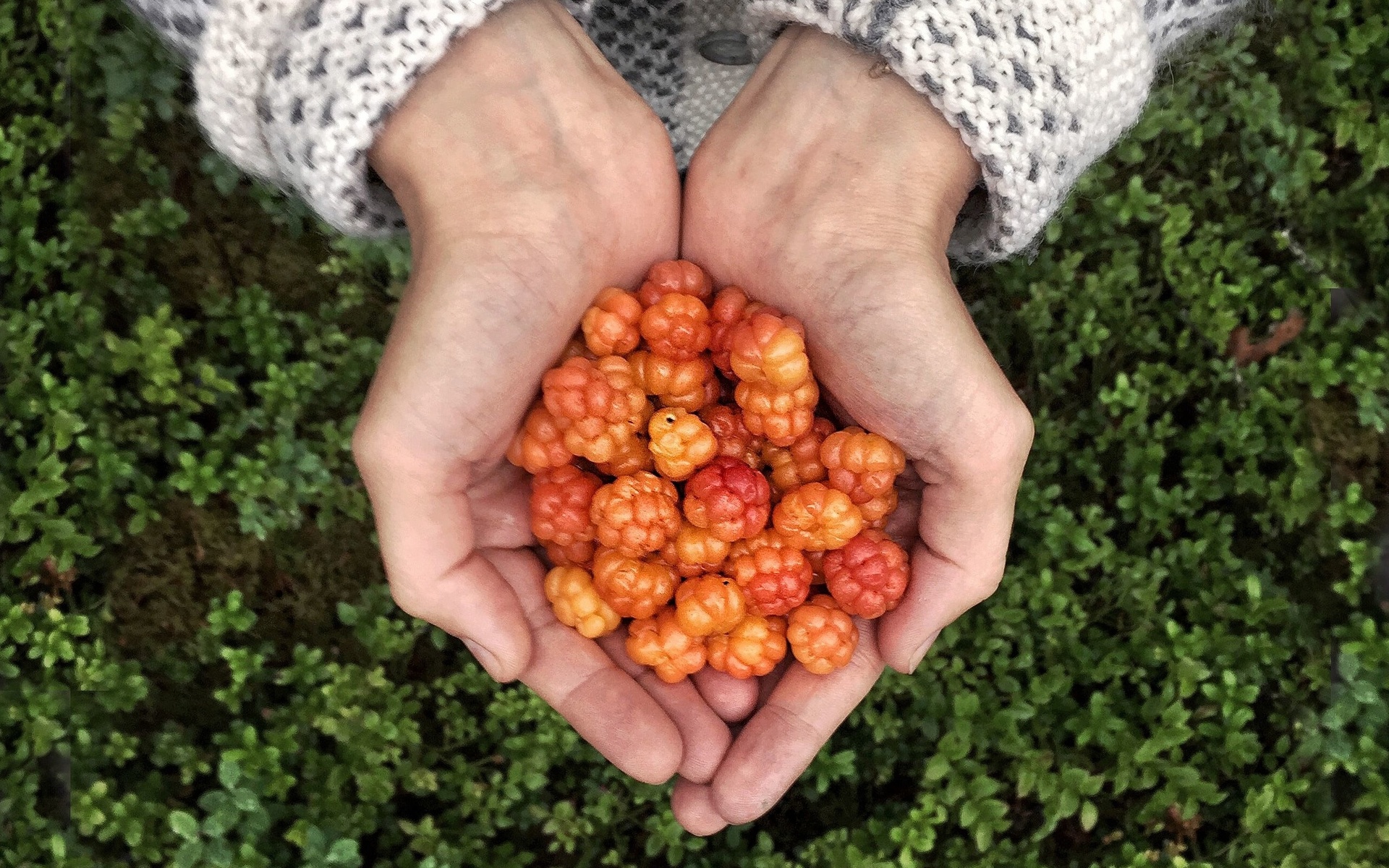 finland, cloudberry, wild food