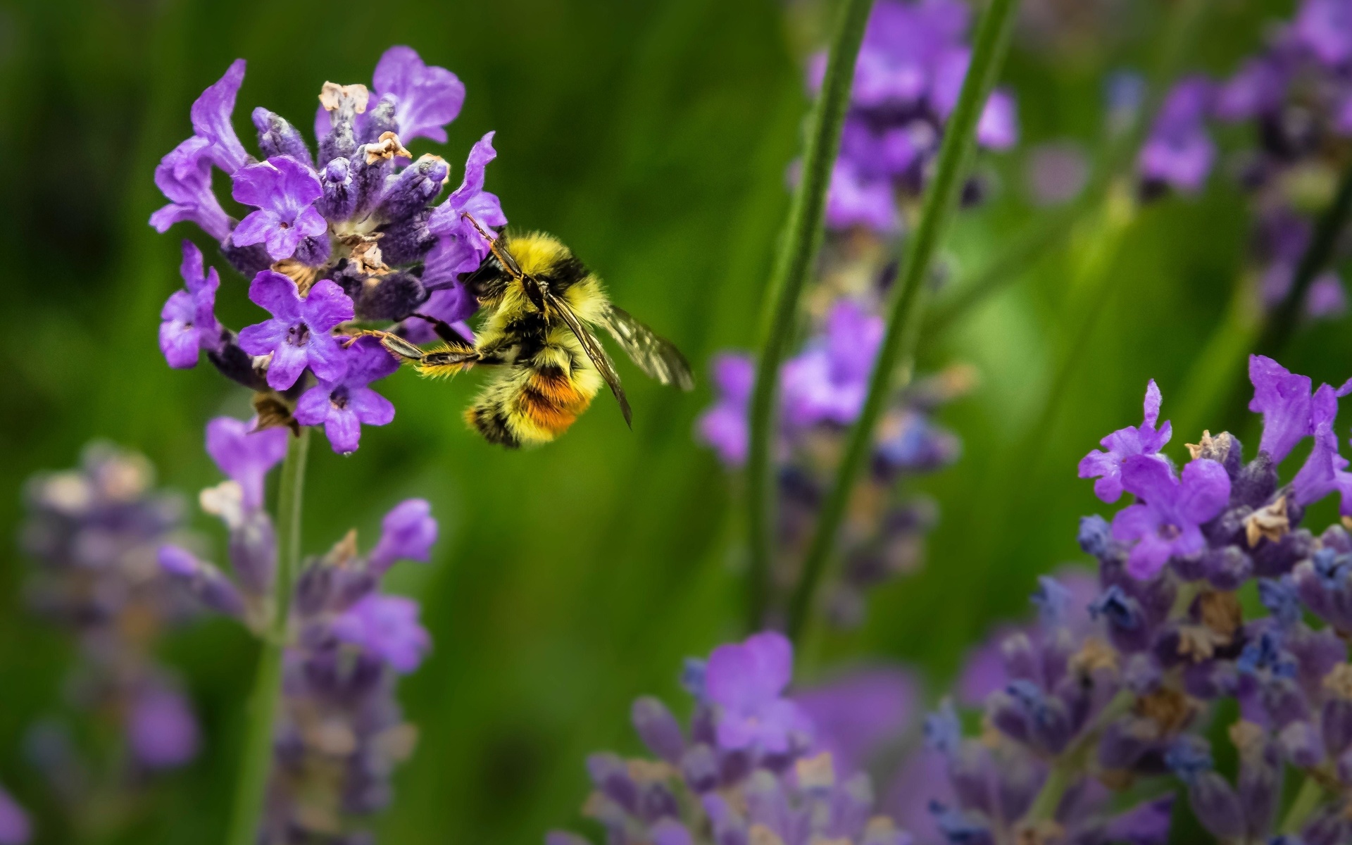 summer, bee, lavender